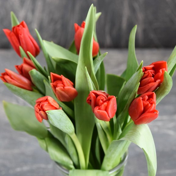 Tulpen rot gefüllt
