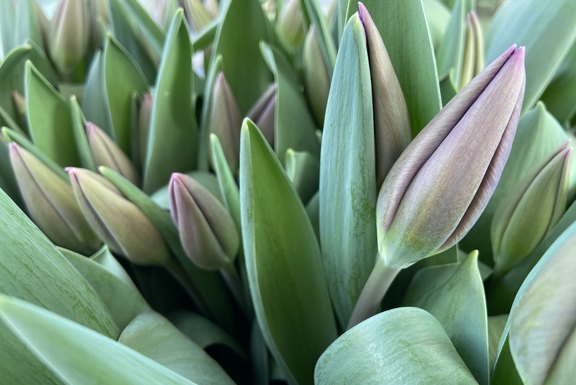 frisch Tulpen im Pflanzencenter Malans