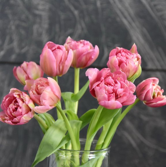 Tulpen rosa gefüllt