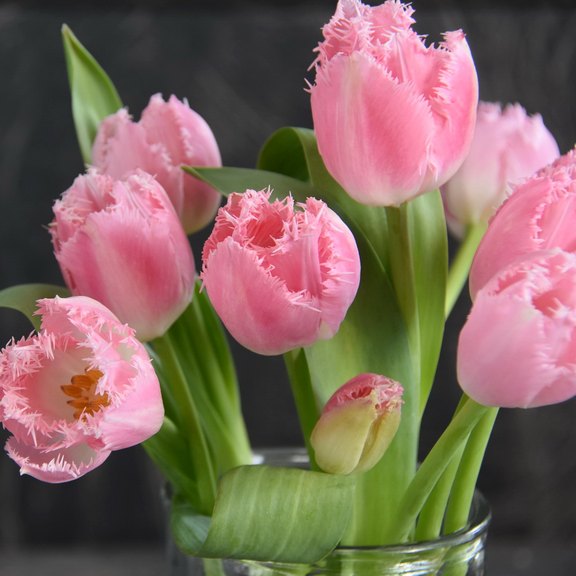 Tulpen rosa gefranst