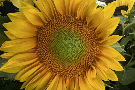 Malanser Sonnenblumen  