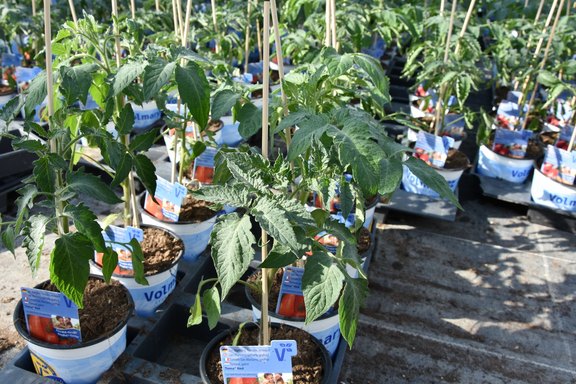 Gemüsepflanzen aus Malanser Produktion