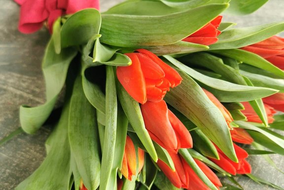 Malanser Tulpen produziert in der eigenen Gärtnerei  