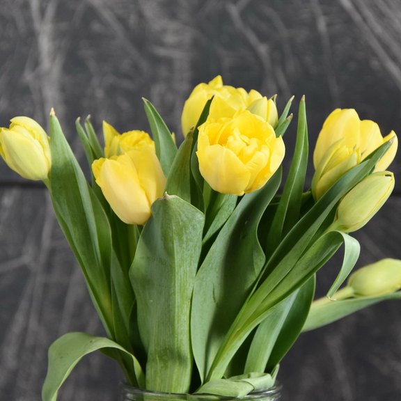 Tulpen gelb gefüllt