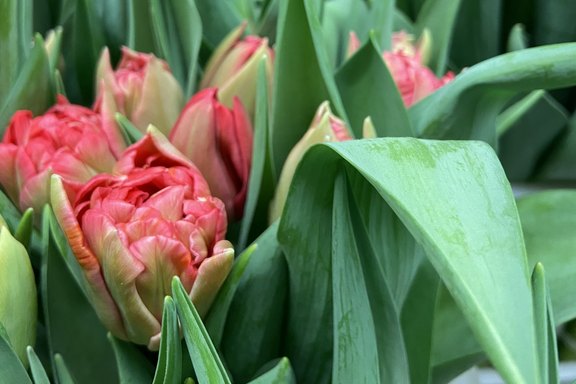 Malanser Tulpen aus eigener Produktion