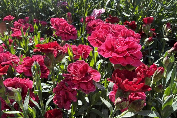 leuchtender Sommerflor