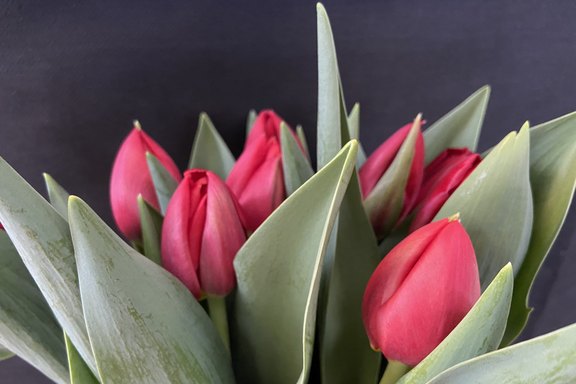 Schnitttulpen rot
