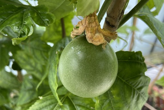 Maracuja - Passiflora feinte Früchte