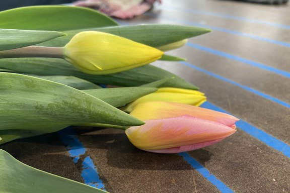 Malanser Schnitttulpen