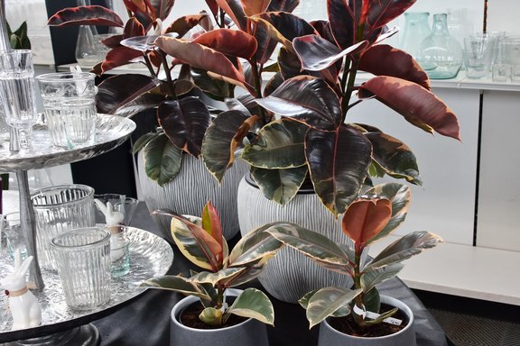 Pflanzengefässe in unzähligen Grössen, Formen, Farben Pflanzengefässe in unzähligen Grössen, Formen, Farben