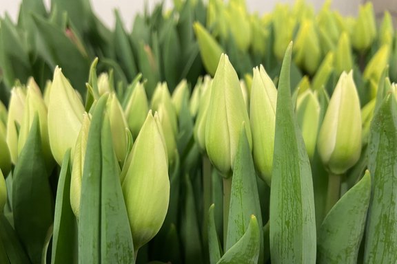 Malanser Tulpen