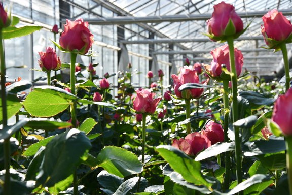 Produktion von Rosen, Tulpen, Geranien, Petunien in Gärtnerei