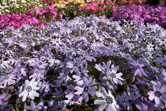 Phlox im schönsten Leuchten