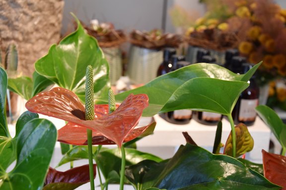 Pflanzen für Innenräume aus dem Gartencenter Schaniel Pflanzen für Innenräume aus dem Gartencenter Schaniel