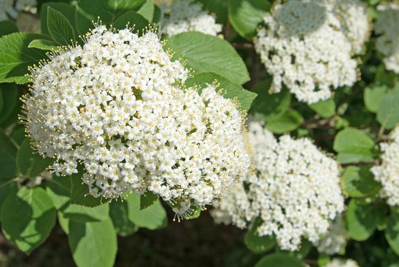 Pflanze des Jahres 2024 - Wolliger Schneeball