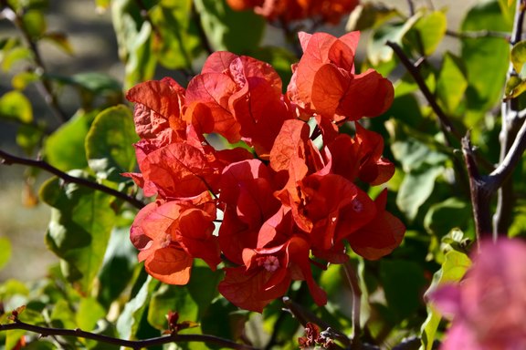 Mediterrane Pflanzen von Schaniel Floristik