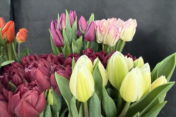 Frühjahrsblüher Malanser Tulpen  