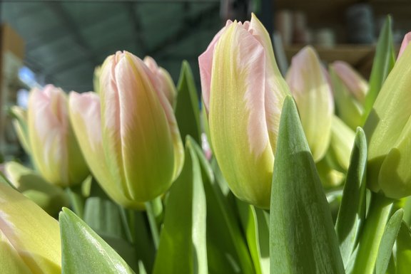 Malanser Tulpen  