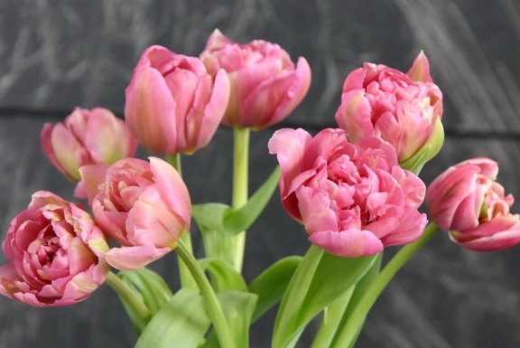 Tulpen bestellen