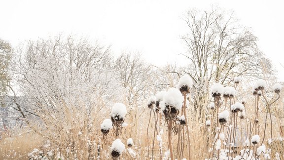 Wintergartenaspekte