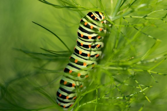 Pflanzengesundheit dank Gartenpflege