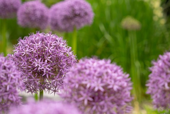 Allium Pflanze des Jahres 2025  