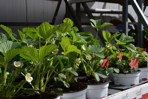 Obst und Beeren aus dem Gartencenter