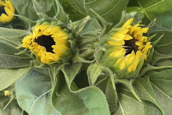 Frisch geerntete Sonnenblumen