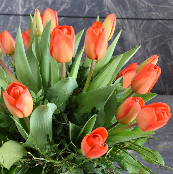 Tulpen rot