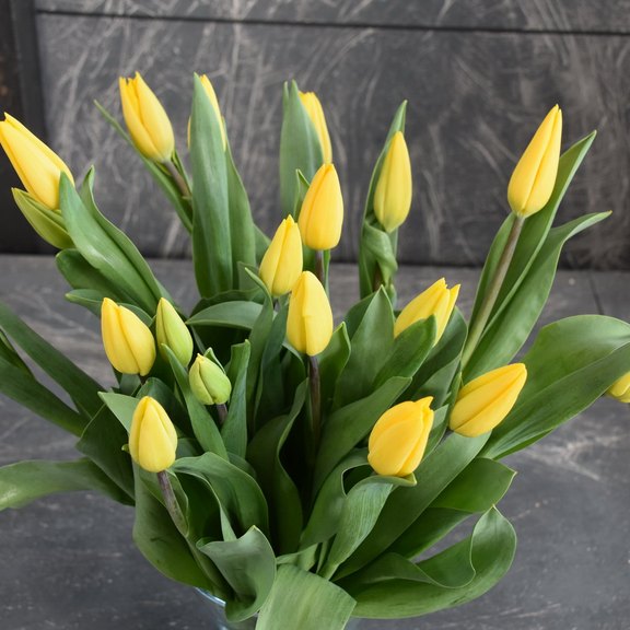 Tulpen gelb
