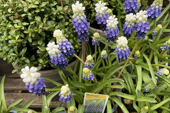 Muscari  