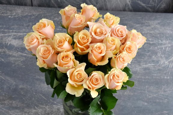 Rosen lachs Rosen lachs