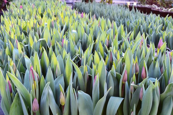 Malanser Tulpen