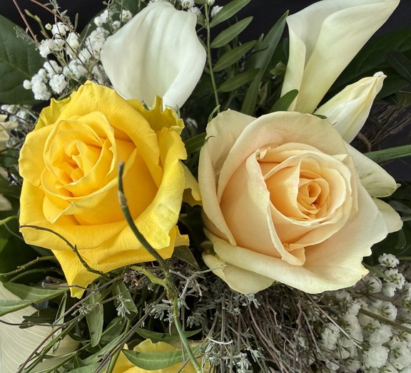 Malanser Rosen  