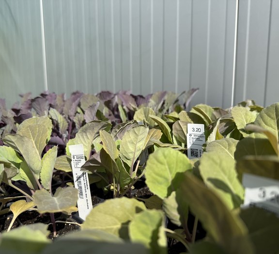 Jungpflanzen in Profi-Qualität  