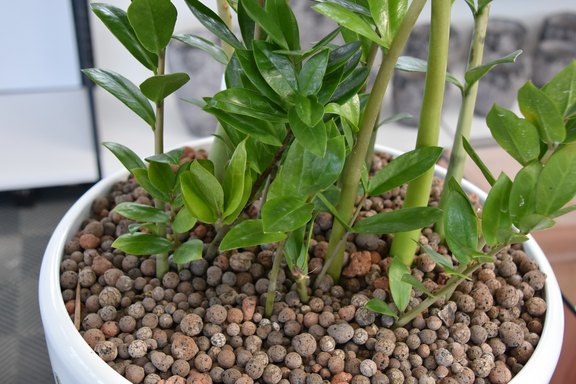 Hydrobepflanzungen für eine einfache Pflege Hydrobepflanzungen für eine einfache Pflege