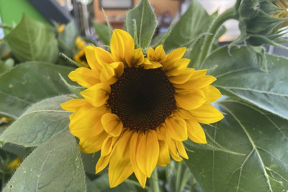 Malanser Sonnenblumen