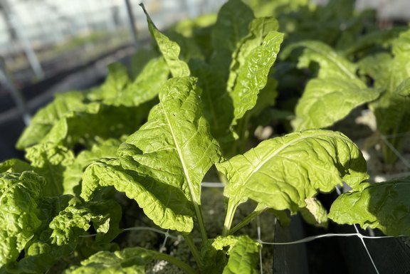 frische Mangoldblätter  