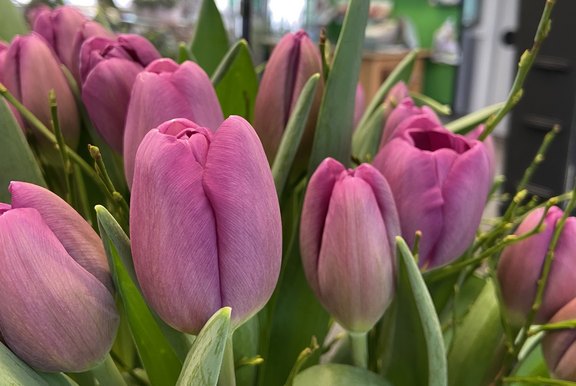 Regionale Tulpen  