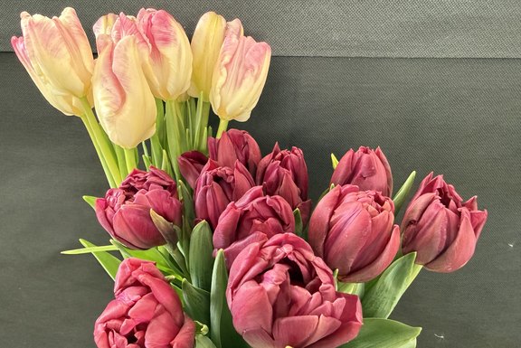 grosse Tulpenvielfalt