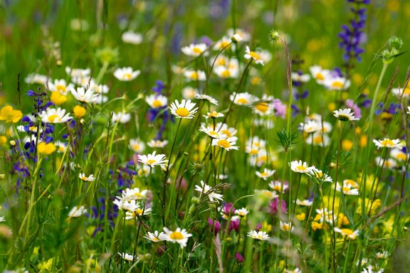 Ansaaten und Rollrasen für den perfekten Garten