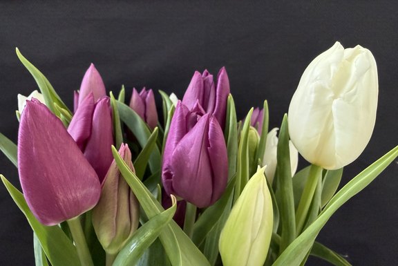 weiss und lila Tulpen