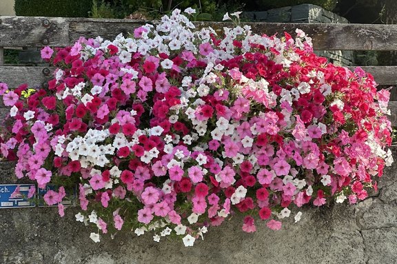 Blütenfülle für den ganzen Sommer  