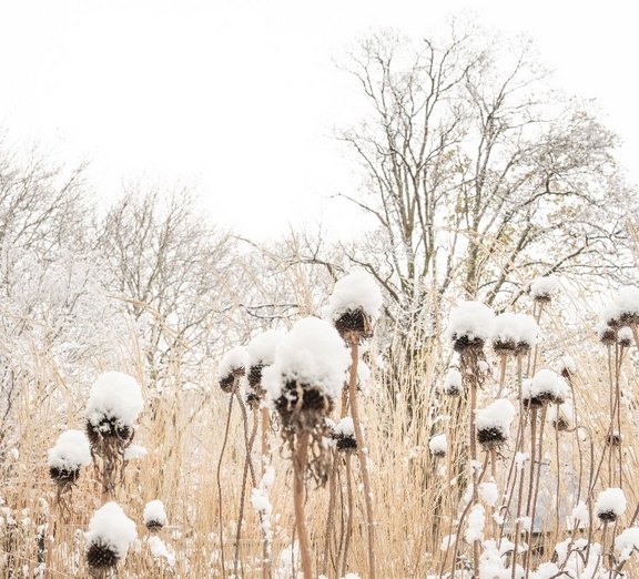 Winterstimmung im Garten  
