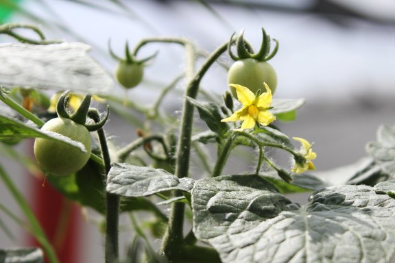 Genusspflanzen für den Garten