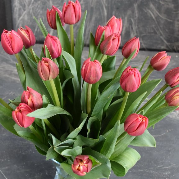 Tulpen pink gefüllt