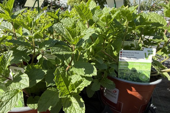 Marokkanische Minze