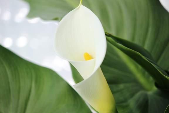 Diverse Schnittblumen aus der Bündner Herrschaft