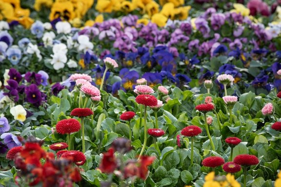 Bellis und Violapracht im Pflanzencenter Malans