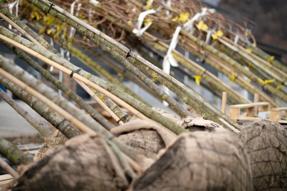 Gehölz- und Baumpflanzungen vom Gartenbauer